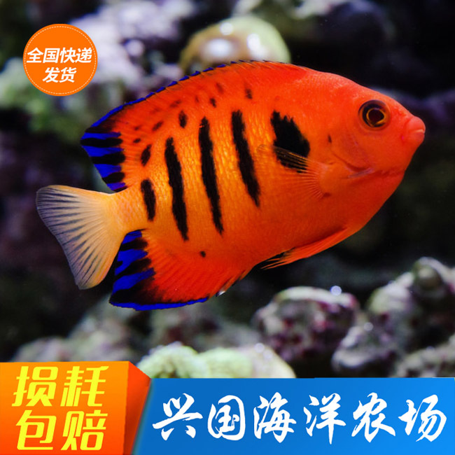 火焰仙 海水鱼活体 喷火神仙鱼小型珊瑚鱼橙色红色鱼快递发货包活