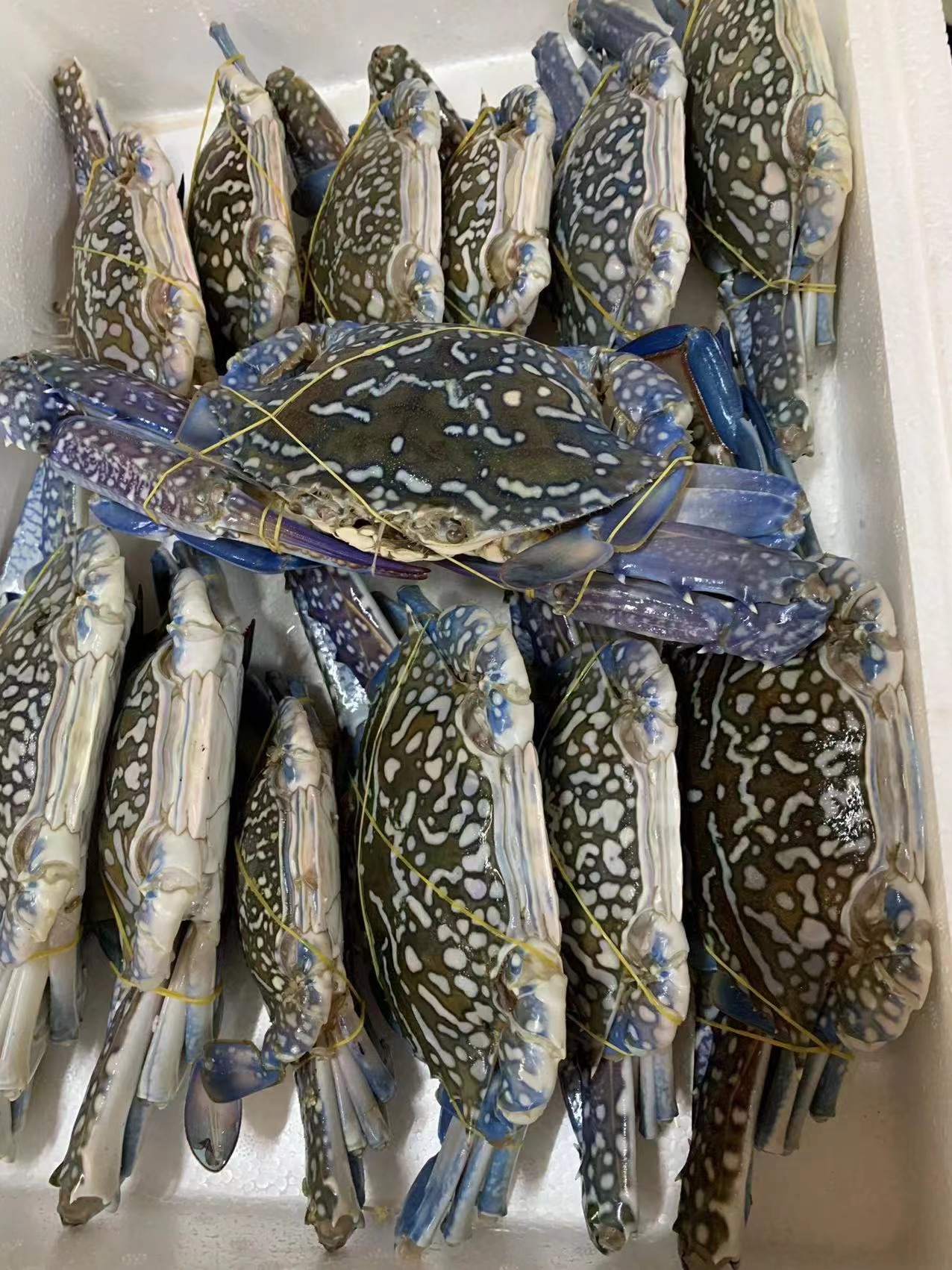 北海本地兰花蟹蓝花螃蟹公母均有200克-400克-阿里巴巴