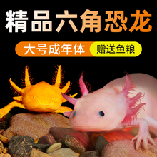 六角恐龙鱼专用饲料鱼食蝾螈底栖鱼粮下沉底型高蛋白跨近3个月价格