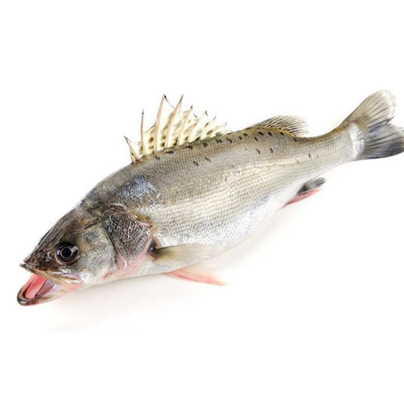 一斤两三条山东威海乳山海捕鲜冻海鲜水产礼盒海鲈鱼青寨鱼