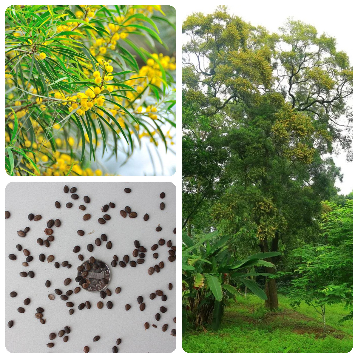 8成交0件林木种子台湾相思种子 台湾柳大叶相思树种子相思子洋桂花