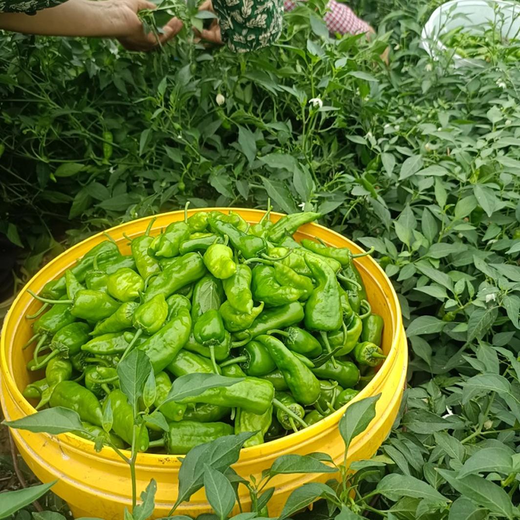 余干辣椒新鲜当天采摘江西特产丰收枫树小辣椒农家自种皮薄少籽