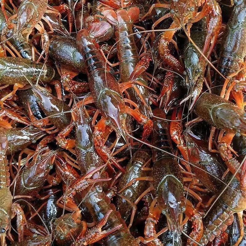 小龙虾活体小龙虾子大虾鲜活新鲜清水虾尾微山湖小青虾特大号虾
