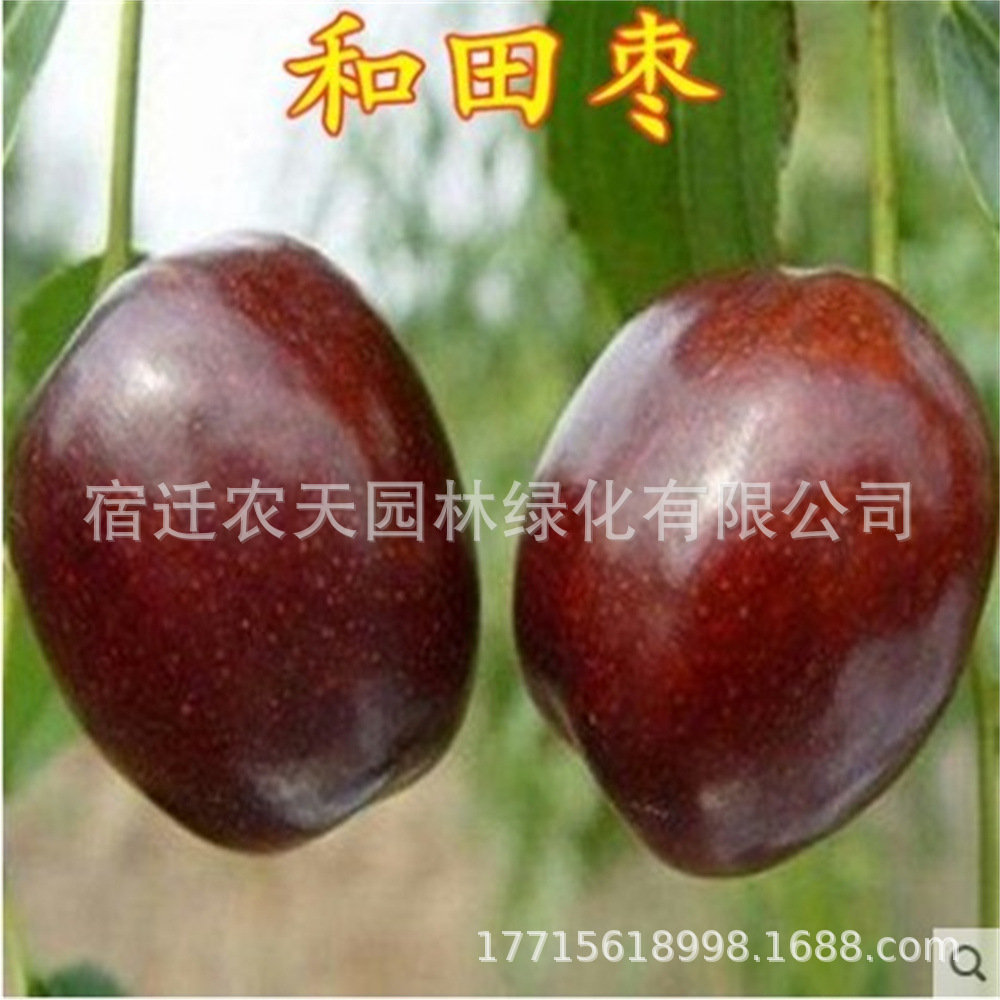 红珍珠台湾大青枣树苗蜜丝枣牛奶枣庭院盆栽果树果苗枣子当年结果