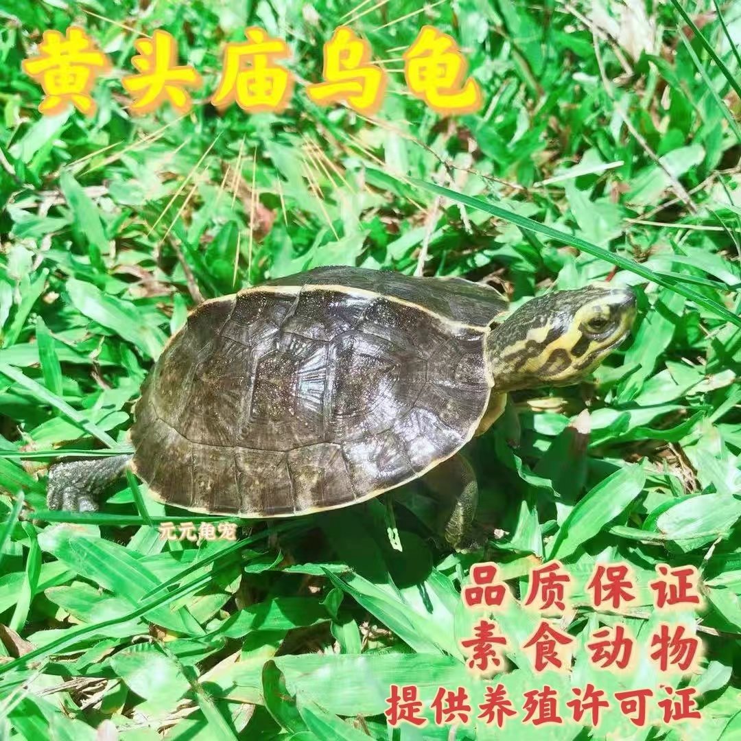 大只龟黄头庿龟吃菜龟素食乌龟半水龟观赏乌龟好养耐养耐活宠物乌