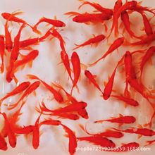 草金鱼观赏鱼小鱼苗好养易活红白淡水冷水鱼活体纯种活鱼苗清塘