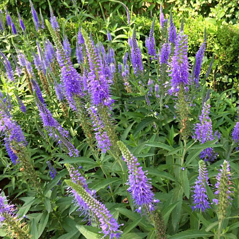 婆婆纳花苗多年生宿根花卉阳台庭院四季地被绿植工程绿化花海