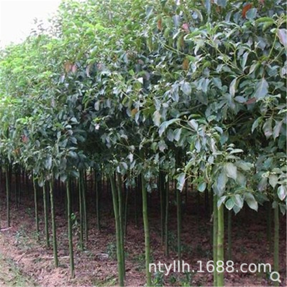 香樟树苗带土大小叶香樟苗驱蚊龙脑樟树苗南北方种植四季常青树苗
