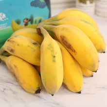 福建苹果蕉3斤/4斤/礼盒4.5斤 新鲜水果香蕉小胖蕉禁止蕉绿香蕉