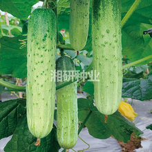 白麓六号【湘研】早熟强雌性浅绿白色16-18厘米味甜脆黄瓜种子