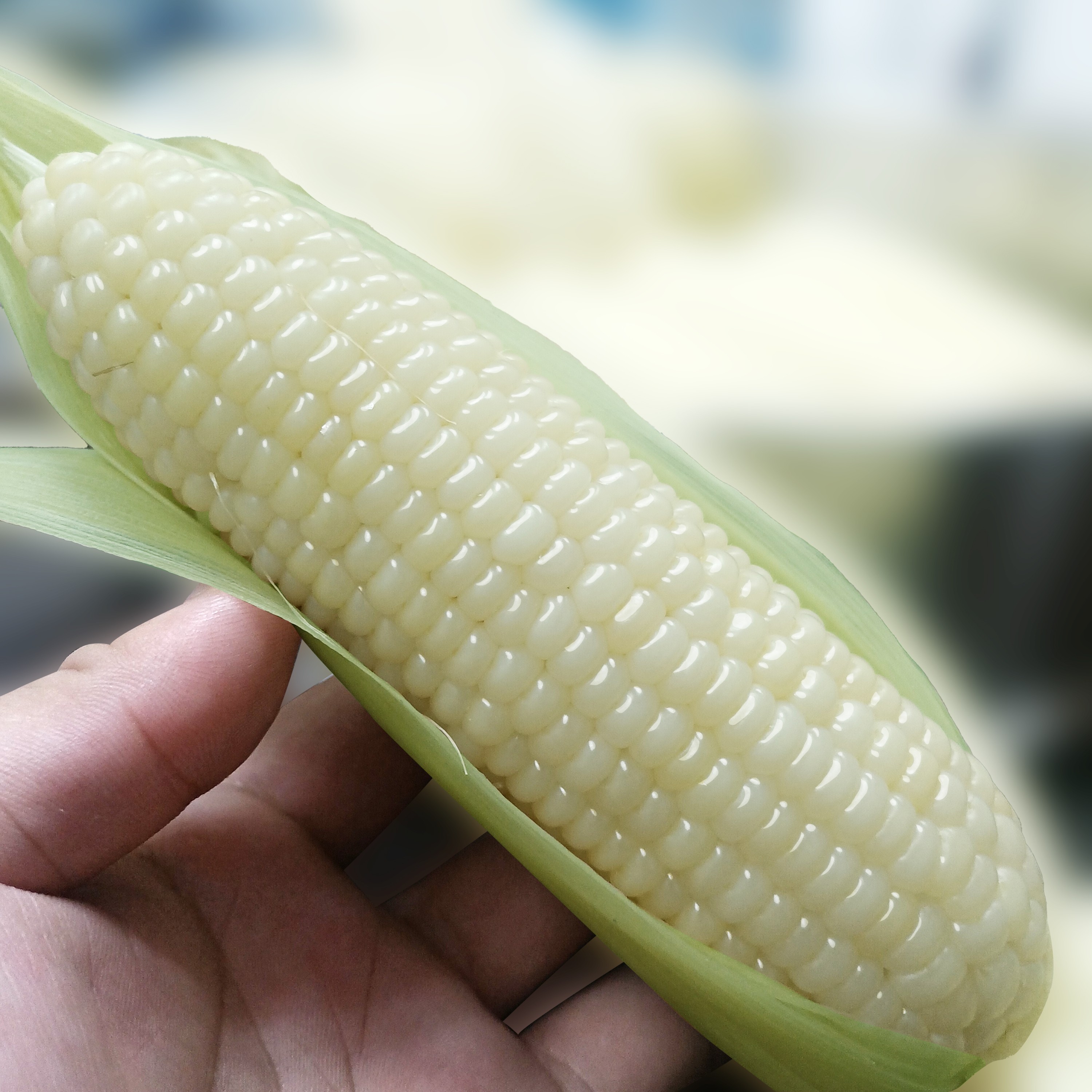 东北玉米糯玉米新鲜真空装包加热即食软糯香甜粘白玉米棒代餐苞米