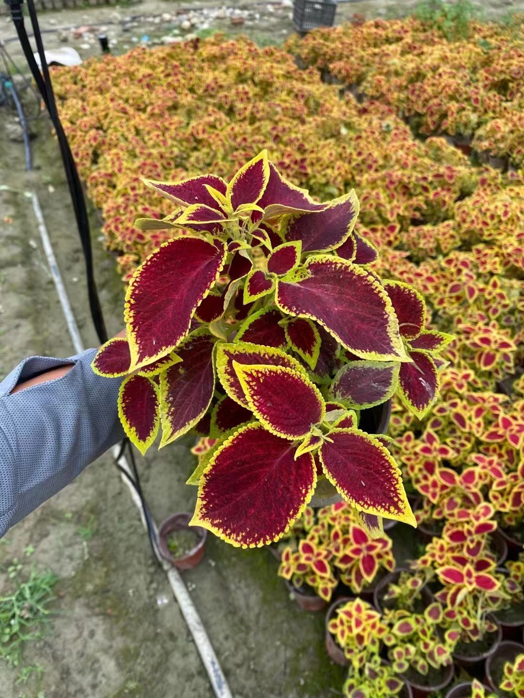 彩叶草 五色草 五彩苏 彩叶花 花卉绿植 彩色地被植物 花境绿植