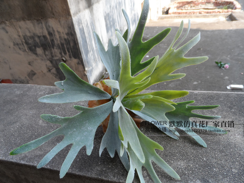 仿真大鹿角草/蝙蝠蕨/热带雨林植物 墙上装饰花草-阿里巴巴