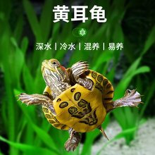 深水龟黄耳龟吃粪龟水龟鱼缸混养乌龟活物黄头侧颈观赏宠物小乌龟