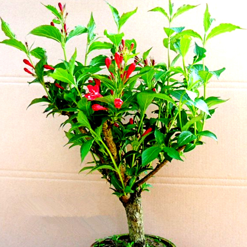 红王子锦带花盆栽苗绿植花卉室内室外观花耐寒庭院植物观赏