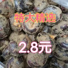 广西马蹄新鲜9斤农家荸荠大地脆栗梨应季水果去皮饽荠蔬菜整箱