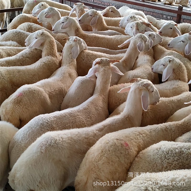 小尾寒羊多胎高产澳洲白绵羊头胎母羊纯种头胎小尾寒羊孕羊-阿里巴巴