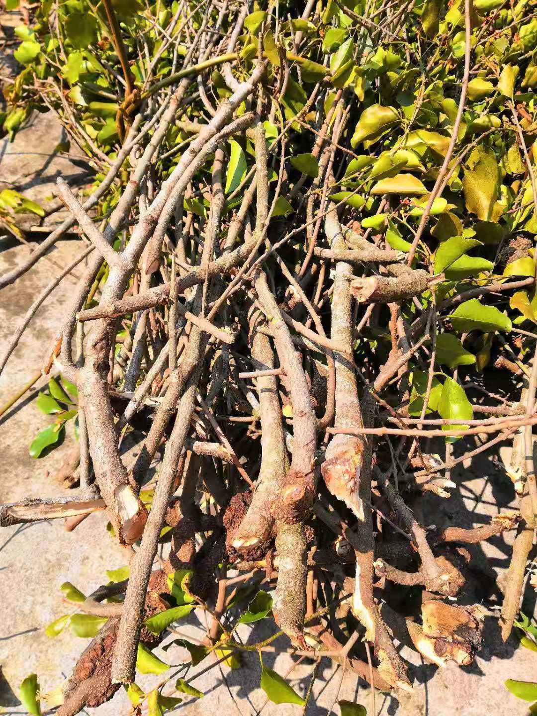 蓝莓干东北蓝莓干东北特产蓝莓果干小包装蜜饯-报价-阿里巴巴