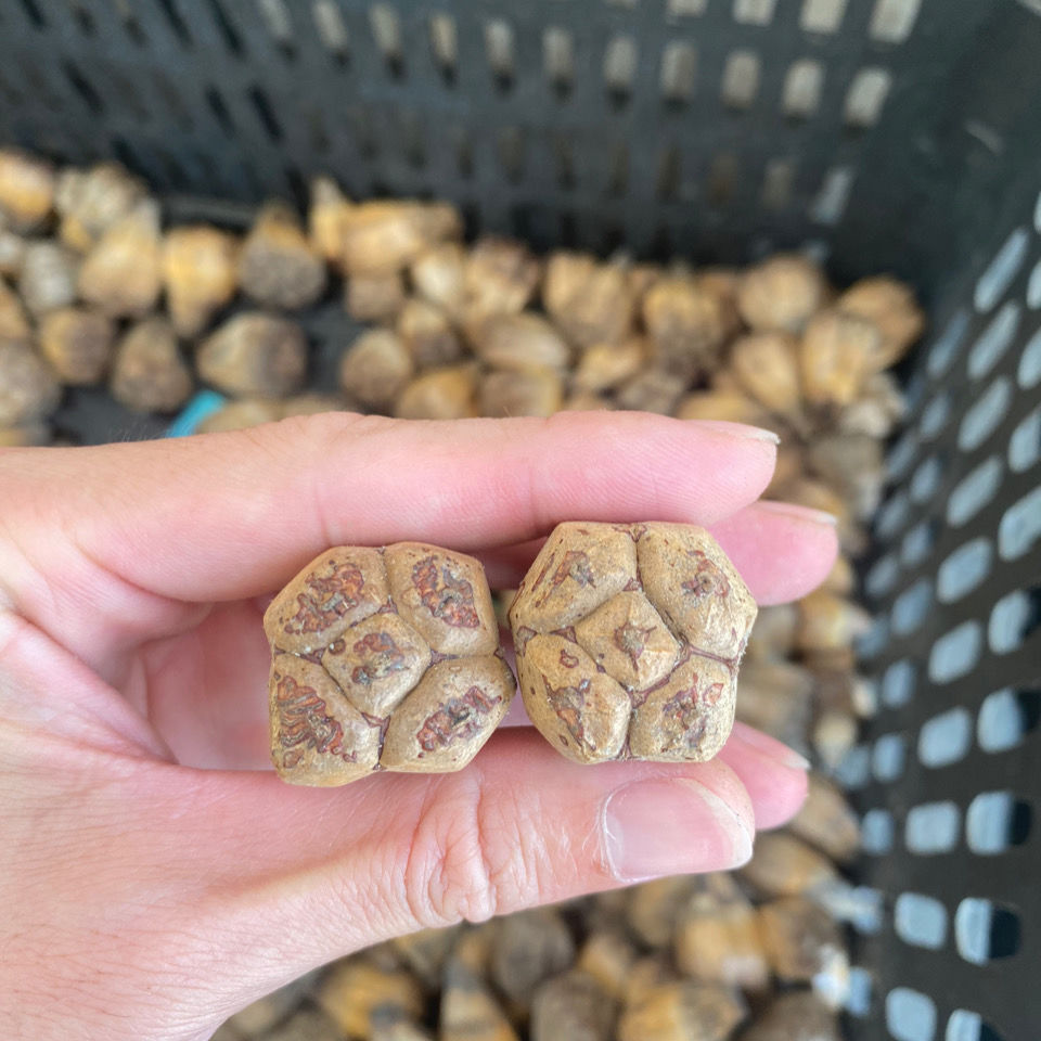 海南本地野菠萝干籽山菠萝假菠萝滴血莲花原籽菩提子手串手链原货