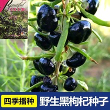 枸杞种子黑苟起子狗奶子野生特菜名贵中药材庭院阳台盆栽食用观赏