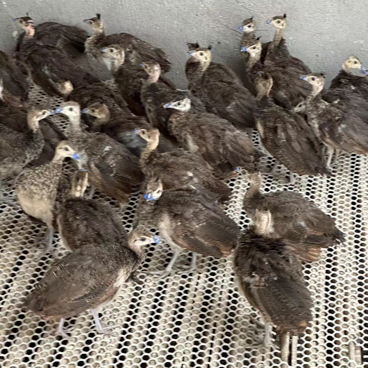 景区观赏花孔雀 孔雀苗价格 孔雀种孔雀养殖场幼苗活体孔雀-阿里巴巴