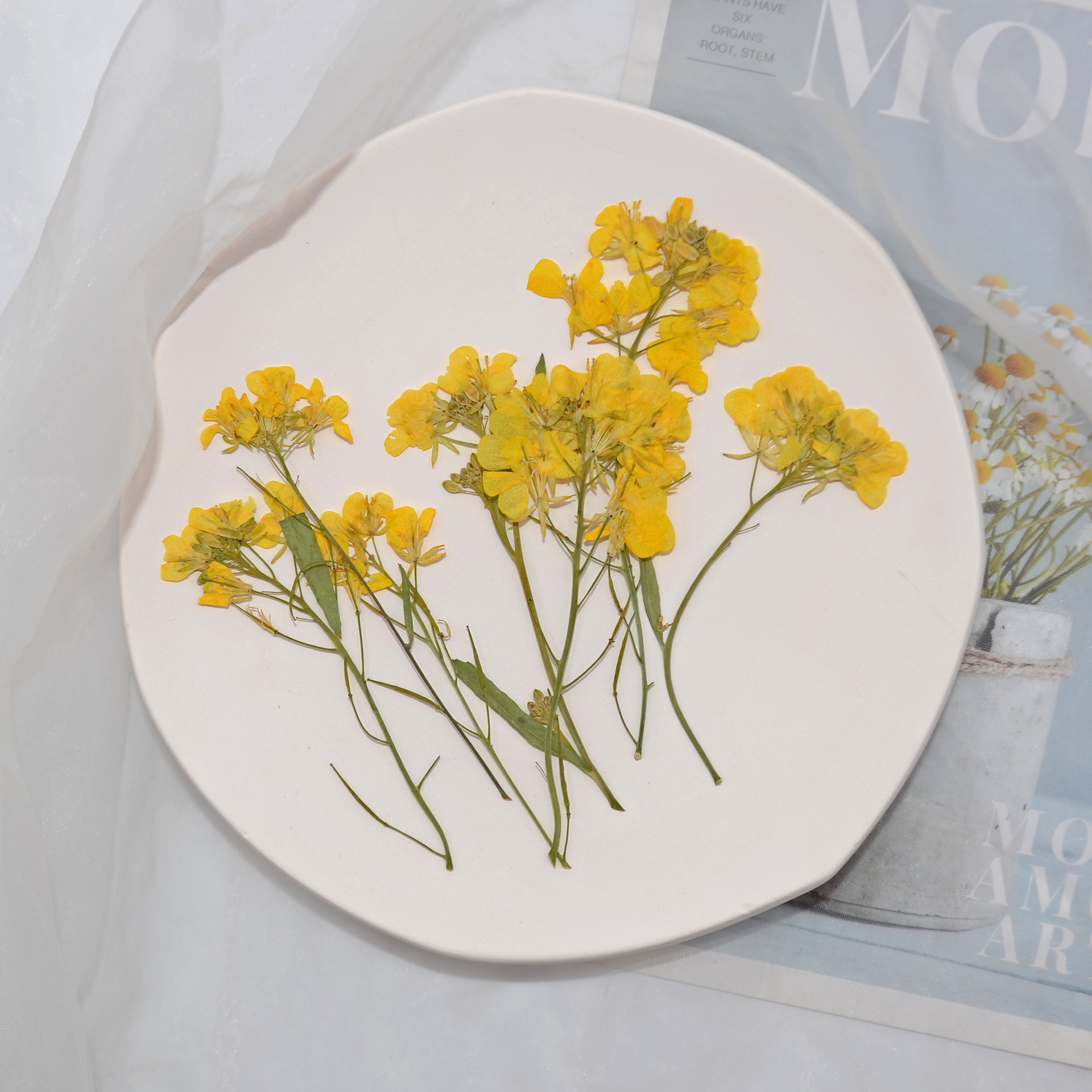 油菜花天然干花压花植物标本 相框书签台灯滴胶手机壳diy干花材料