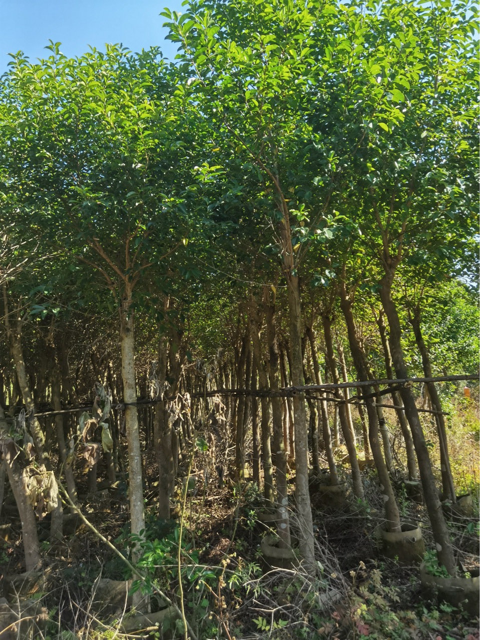 万紫千红铁冬青树苗四季常青植物袋装小区庭院室外绿化风景树绿