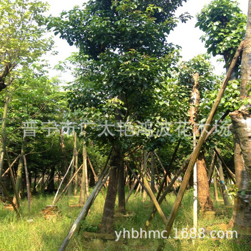 供应各种绿化树苗,乔木,灌木,袋装苗,地苗,海南黄花梨,秋风,大叶紫薇