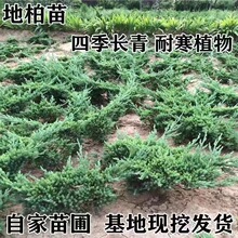 地柏苗四季常青庭院植物铺地柏珍珠柏盆景松柏树室内办公室盆栽柏