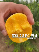 嫁接锦香黄桃桃树苗7月成熟脆甜离核桃苗南北方种植当年结果树苗