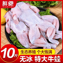 牛蛙鲜活冷冻新鲜田鸡去皮蛙肉活物大牛蛙串商用批发烧烤食材