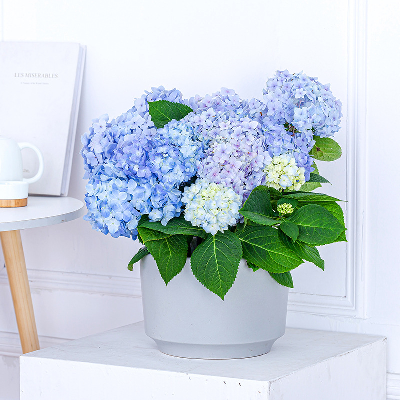 绣球花盆栽带花苞四季开花阳台庭院植物无尽夏老桩苗花卉易活好养