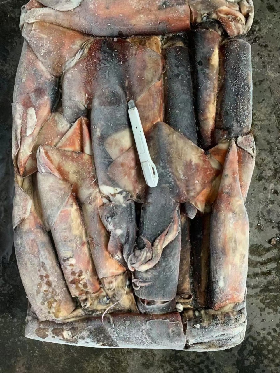 赤道鱿鱼整鱼船冻野生鲜海鲜冷冻烧烤鱿鱼海洋馆宠物食材