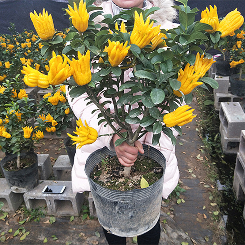 果树苗佛手盆栽佛手盆景大苗带果发室内观果植物盆栽绿植