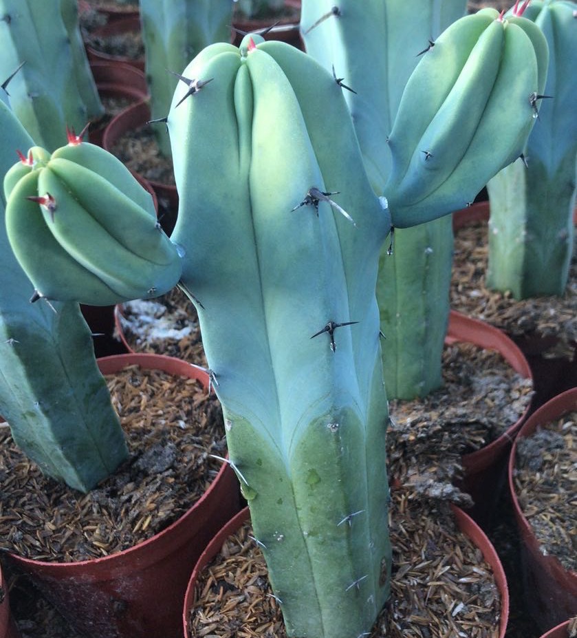 仙人球仙人柱-仙人球仙人柱厂家,品牌,图片,热帖-阿里巴巴