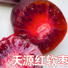 果树苗黄心猕猴桃苗批发软枣猕猴桃天源红心猕猴桃树苗当年结果