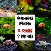 观赏虾活体水族宠物淡水鱼缸迷你小米虾除藻工具黄金米樱花水晶虾