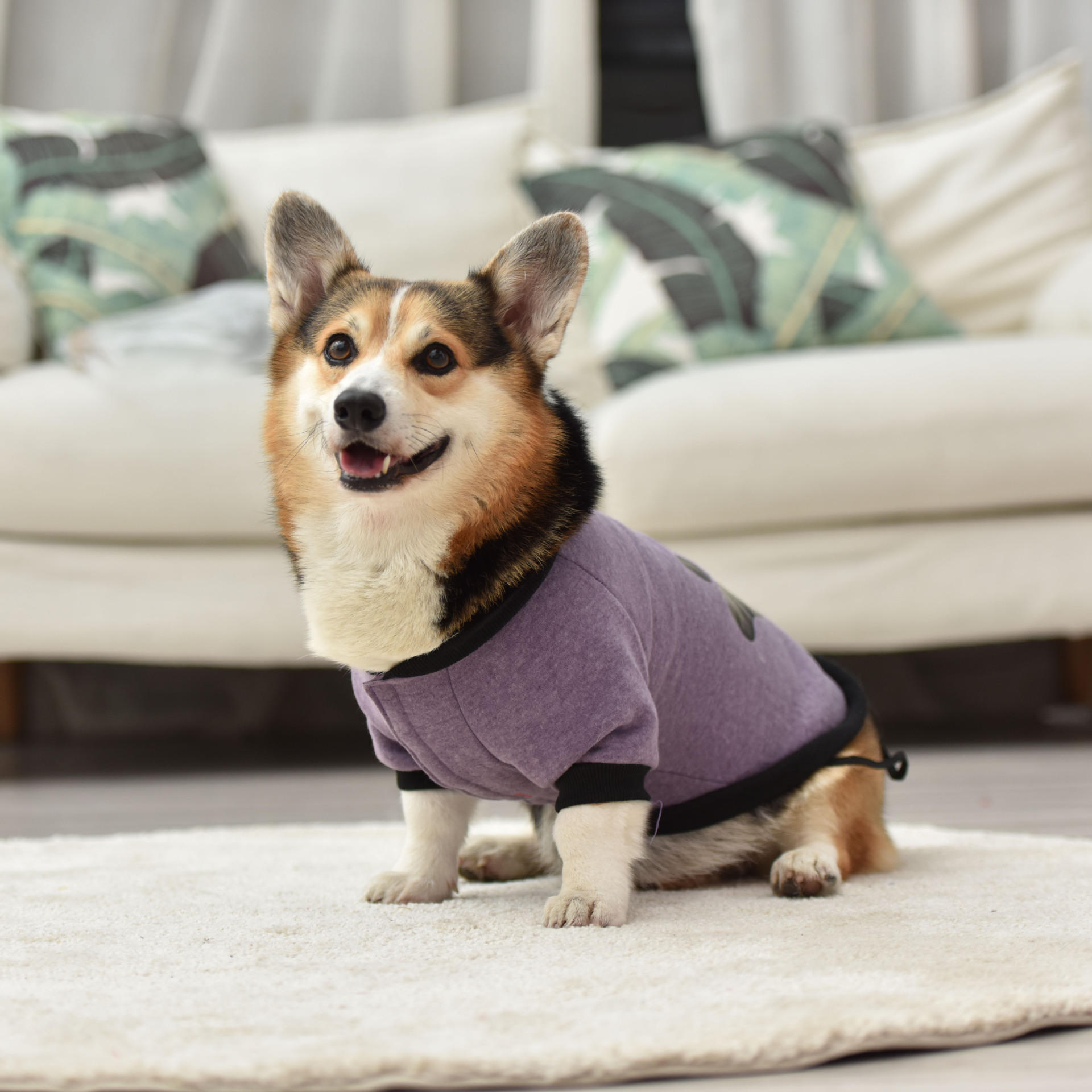 亚马逊热销涤纶脚印款狗衣服中厚款秋冬跨境宠物马甲两脚狗狗棉衣