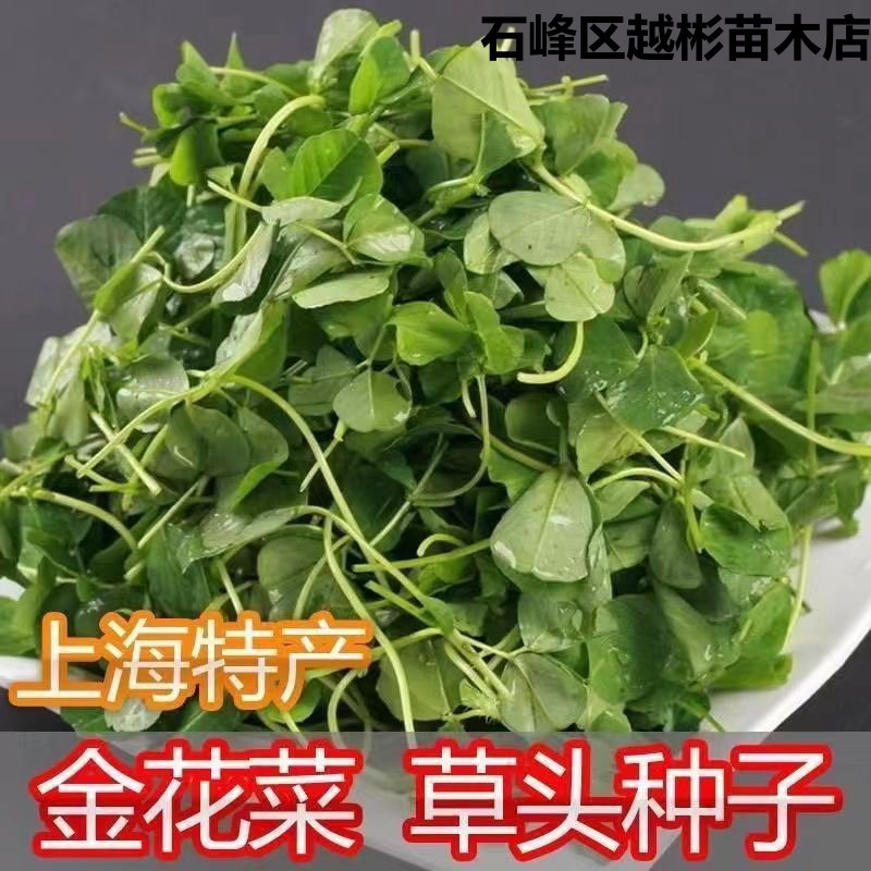 食用苜蓿菜种子养生野菜籽夏季紫花苜蓿芽四季野生多年生蔬菜种籽