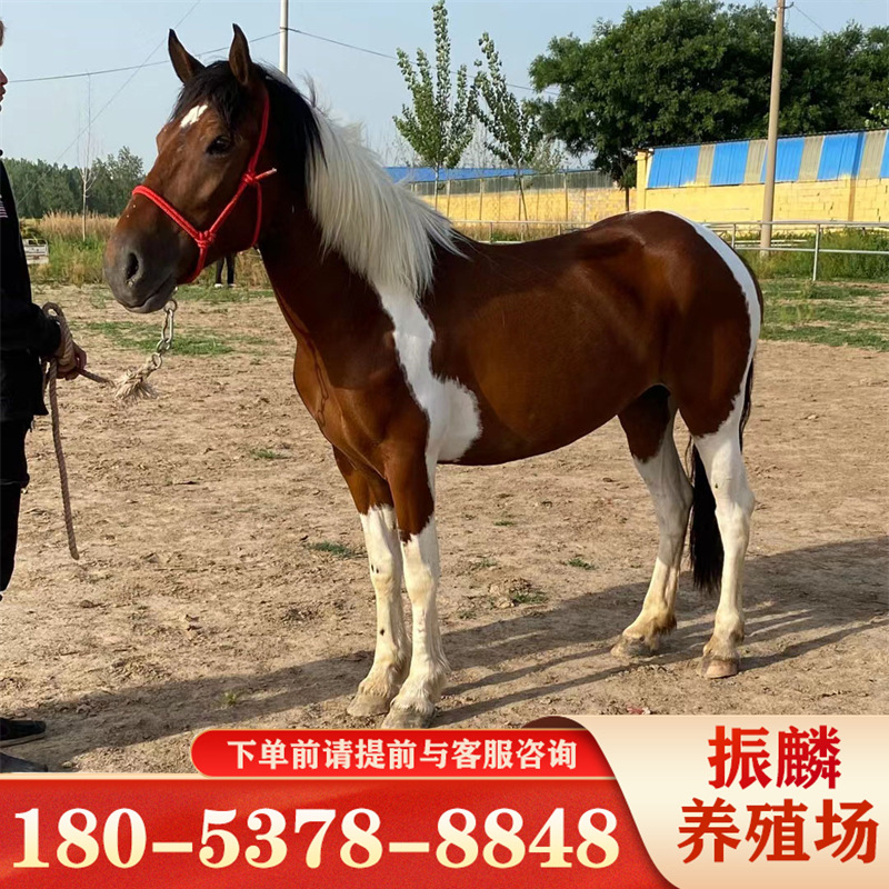 农庄生态园骑乘马匹农家乐袖珍马矮马多少钱一匹矮马养殖场