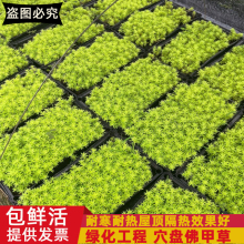 黄金佛甲草中华景天盆栽屋顶绿化庭院草坪耐寒耐热常青地被植物