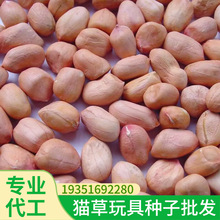 特价批发小中大白沙花育16花生种子山东大花生高产稳产带壳发货