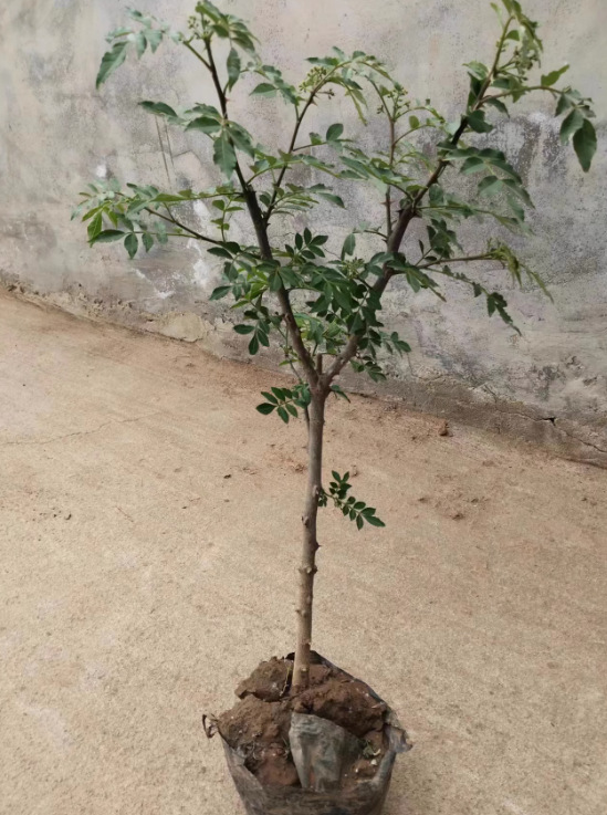 一件代发花椒树苗大红袍花椒苗四川食用麻椒苗盆栽地栽无刺高产种