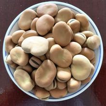 新货云南干蚕豆5斤生蚕豆罗汉豆胡豆可做种籽发芽蚕豆批发半斤厂