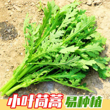 批发小叶茼蒿种子光杆茼蒿阳台四季蔬菜皇帝菜农民用种多次采收