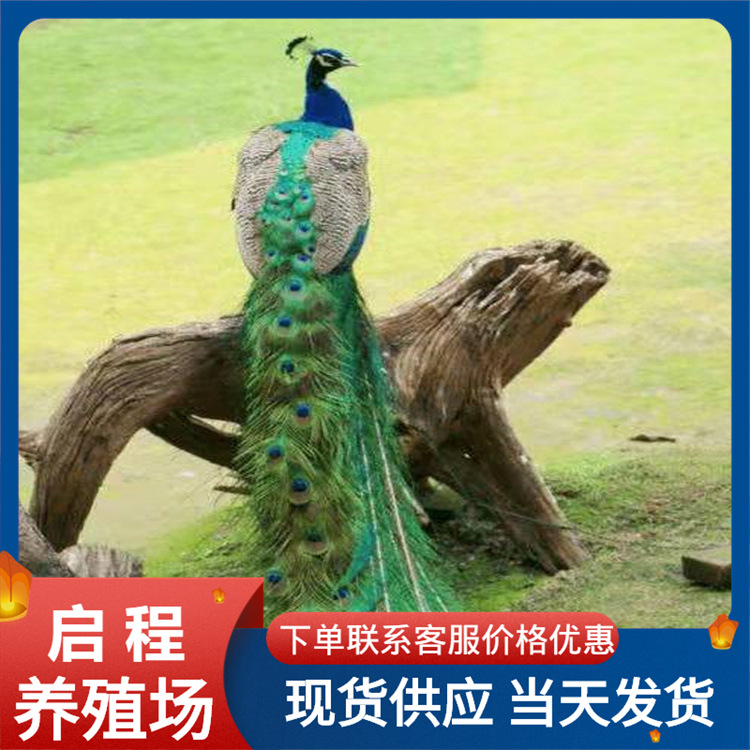 出售蓝白孔雀标本 孔雀受精种蛋 脱温孔雀苗 租赁观赏孔雀-阿里巴巴