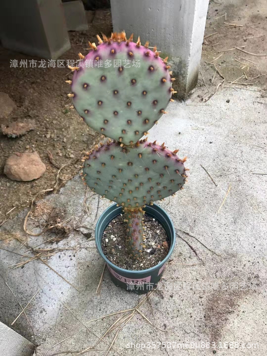 圣丽塔仙人掌大型稀有团扇仙人掌盆栽仙人球多肉沙生植物基地批发