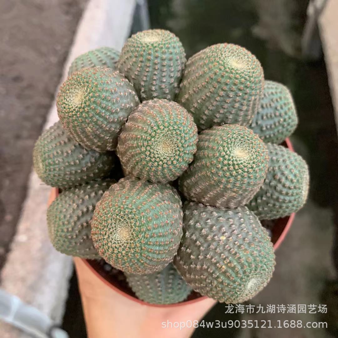 黑斜子多头仙人球批发 办公桌面绿植盆栽