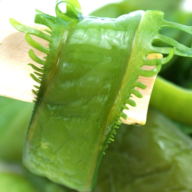 【当季精选】新鲜盐渍嫩裙带梗海白菜裙带菜非干货5斤