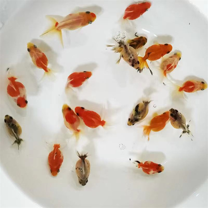 红白珍珠鱼 五花珍珠鱼 橙红黑色珍珠鱼 冷水鱼活体观赏鱼 金鱼